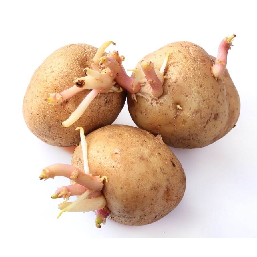zemiakové klíčky sú nebezpečné